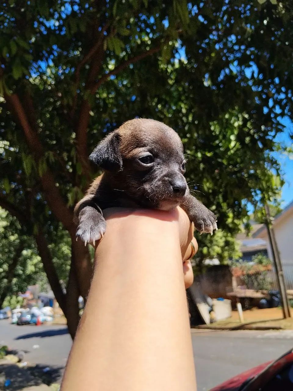 Pinscher fêmea  - Foto 3