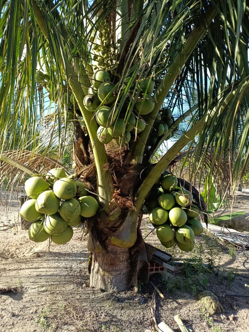 Propriedade rural  - Foto 2