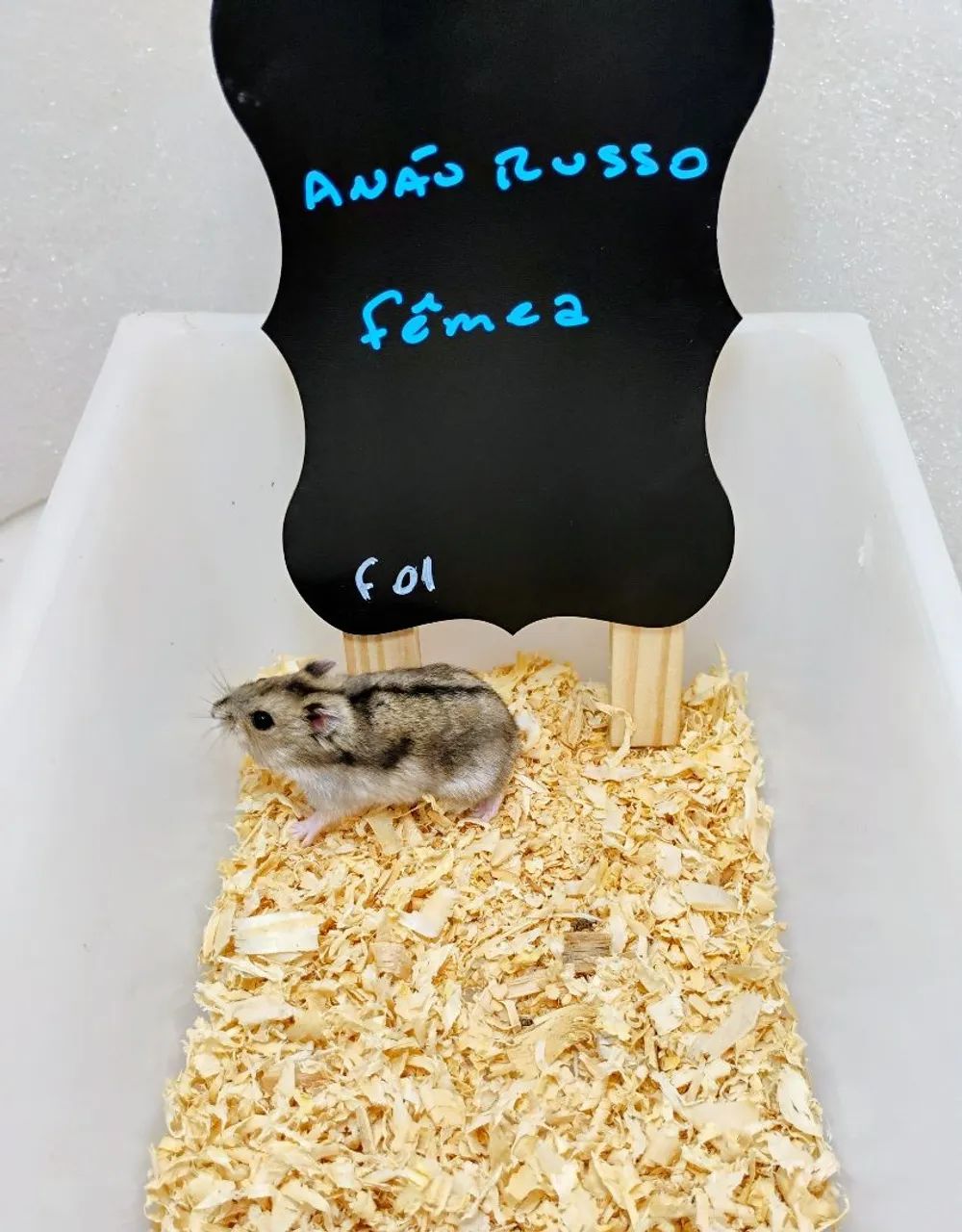 Hamster Sírio, Angorá e Anão Russo Filhotes  - Foto 5