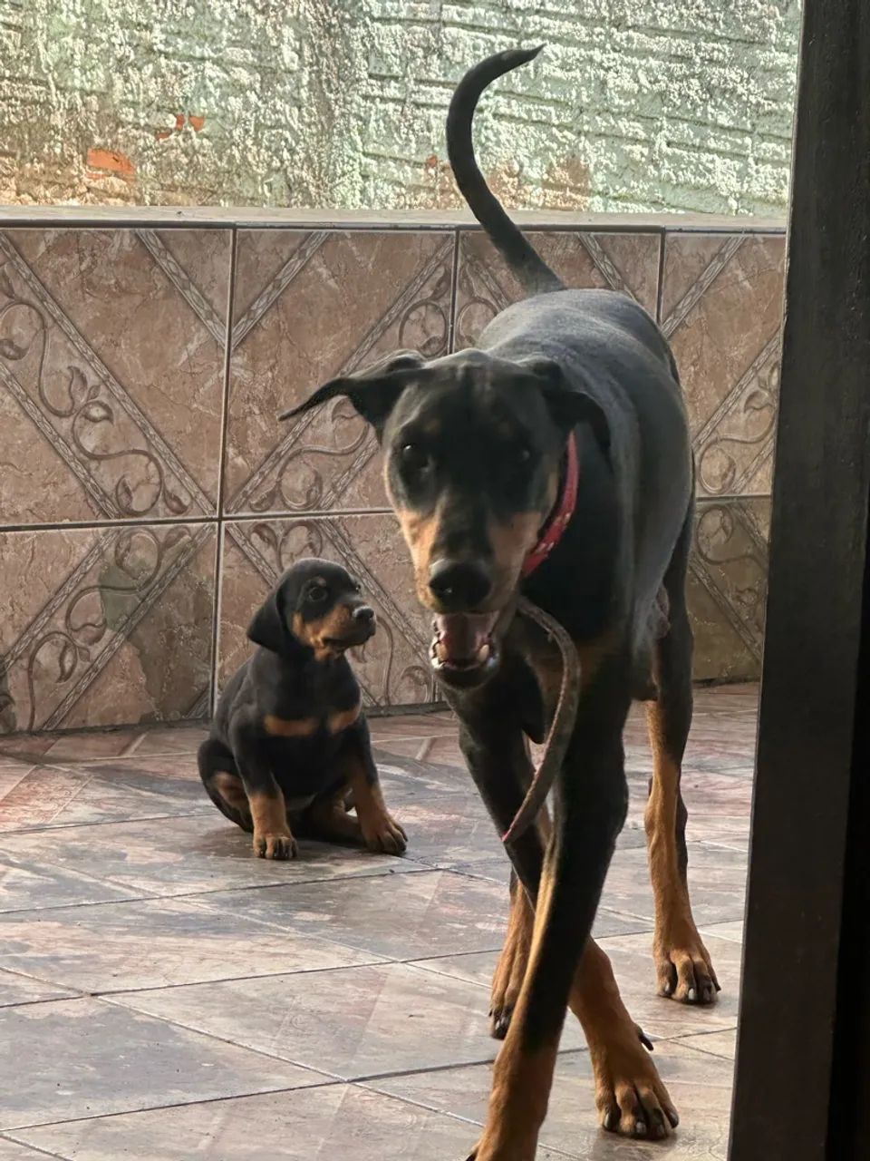 doberman filhotes - Foto 4