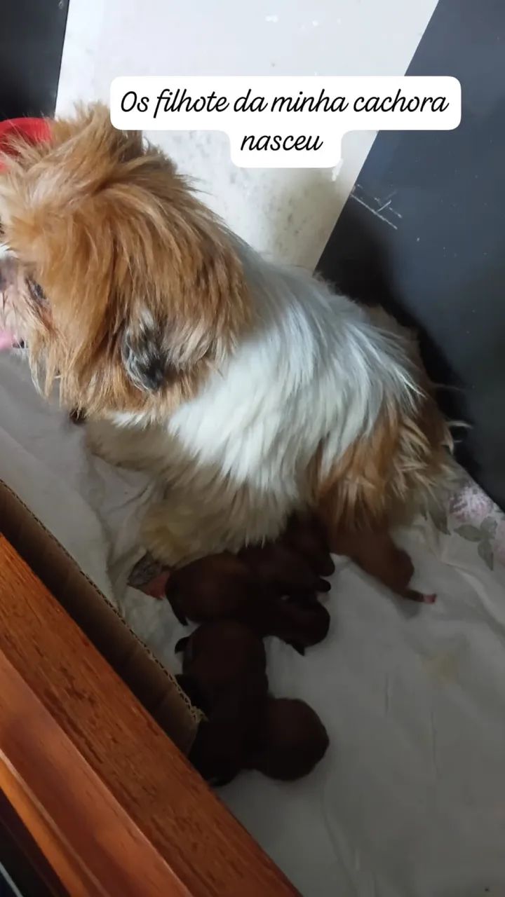 Vendo filhotes de shih tzu - Foto 3