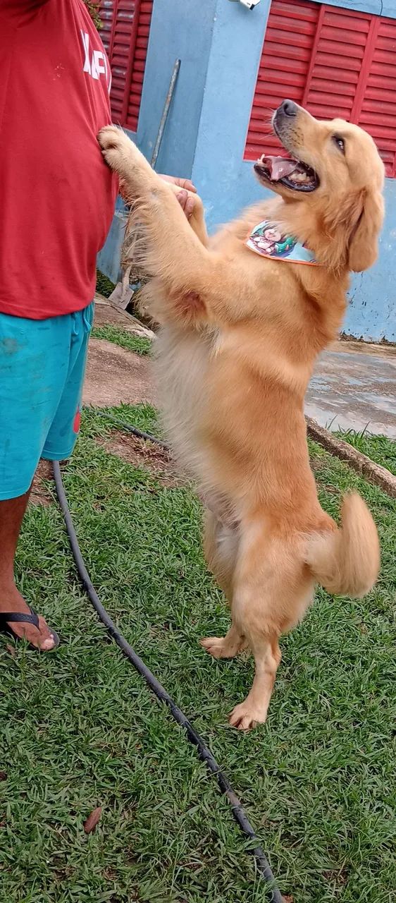 Hotel Para Cães e Gatos * - Foto 3
