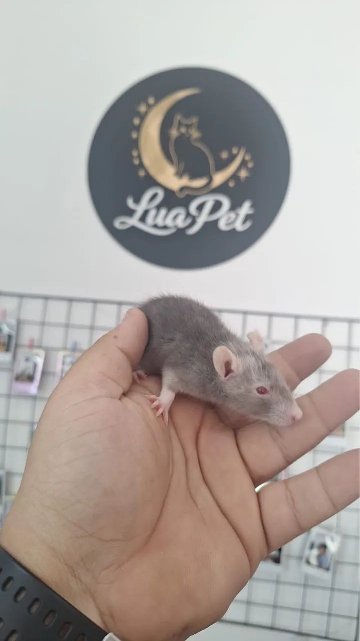 Rato twister  - Foto 2