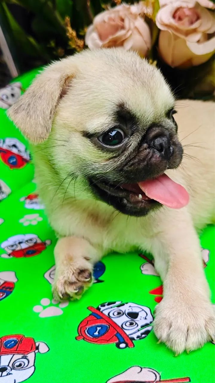 Filhotes de Pug - Foto 3