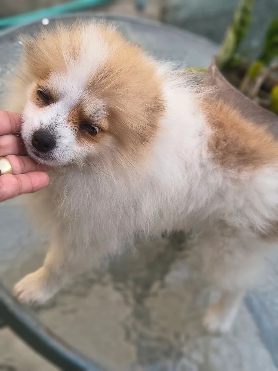 Spitz alemão  - Foto 3