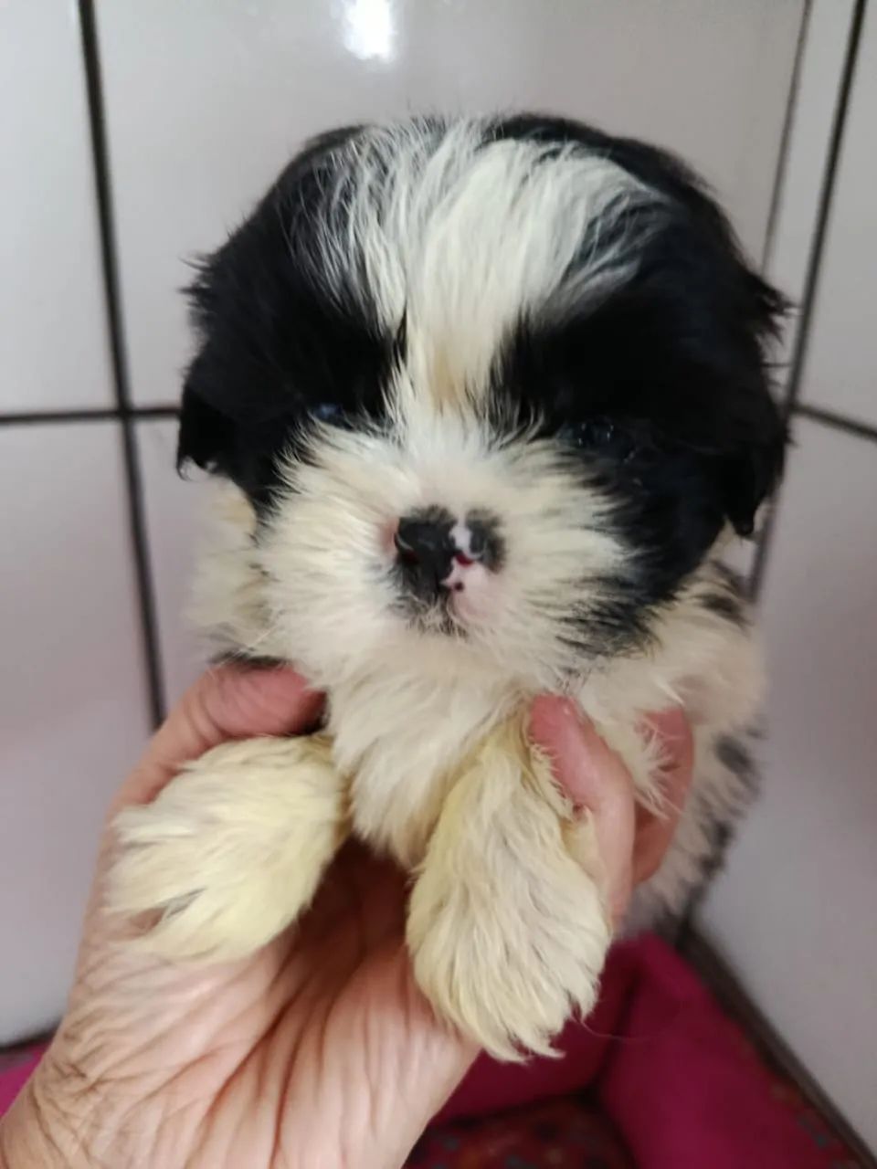 Shih tzu macho disponível  - Foto 3