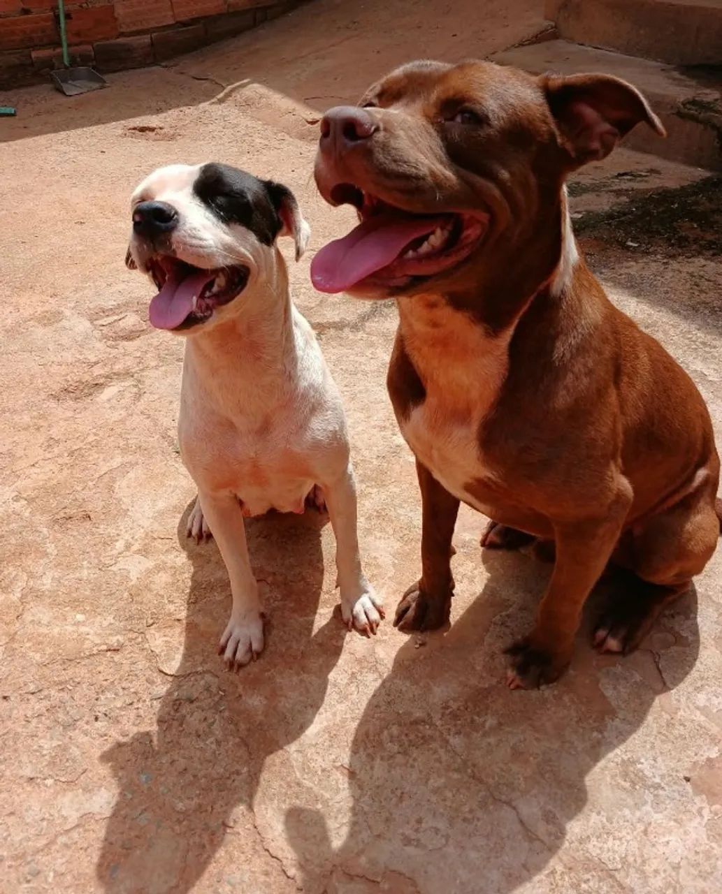 CASAL DE PITBULL PARA DOAÇÃO! - Foto 2
