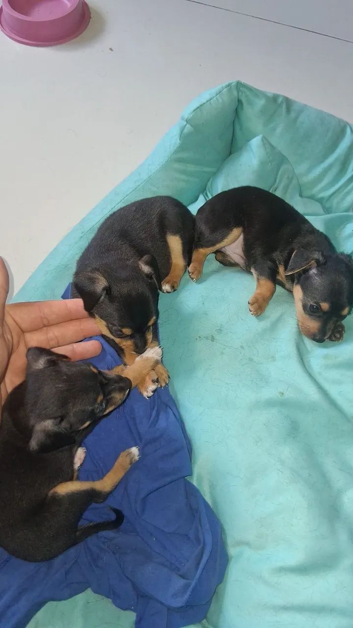 Filhote de pinscher 01 - Foto 5