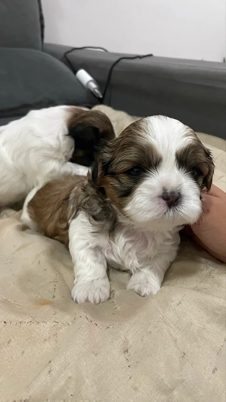 Shihtzu macho 