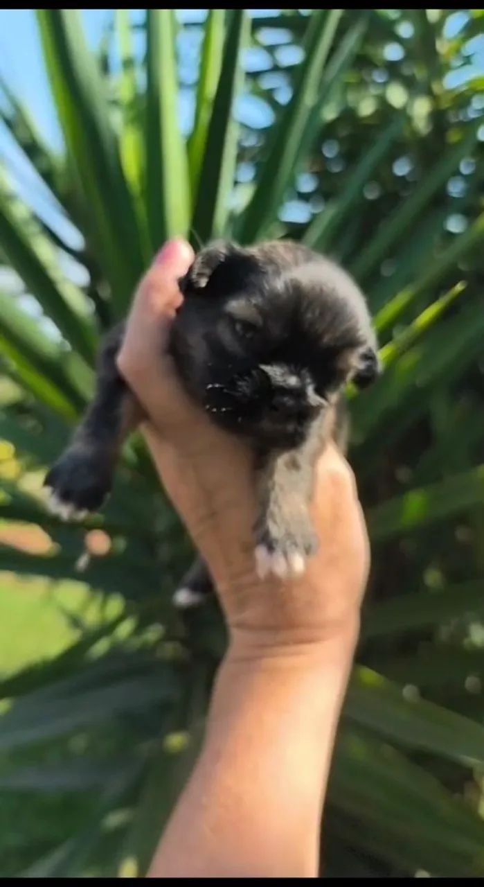 Shih Tzu macho micro  - Foto 3