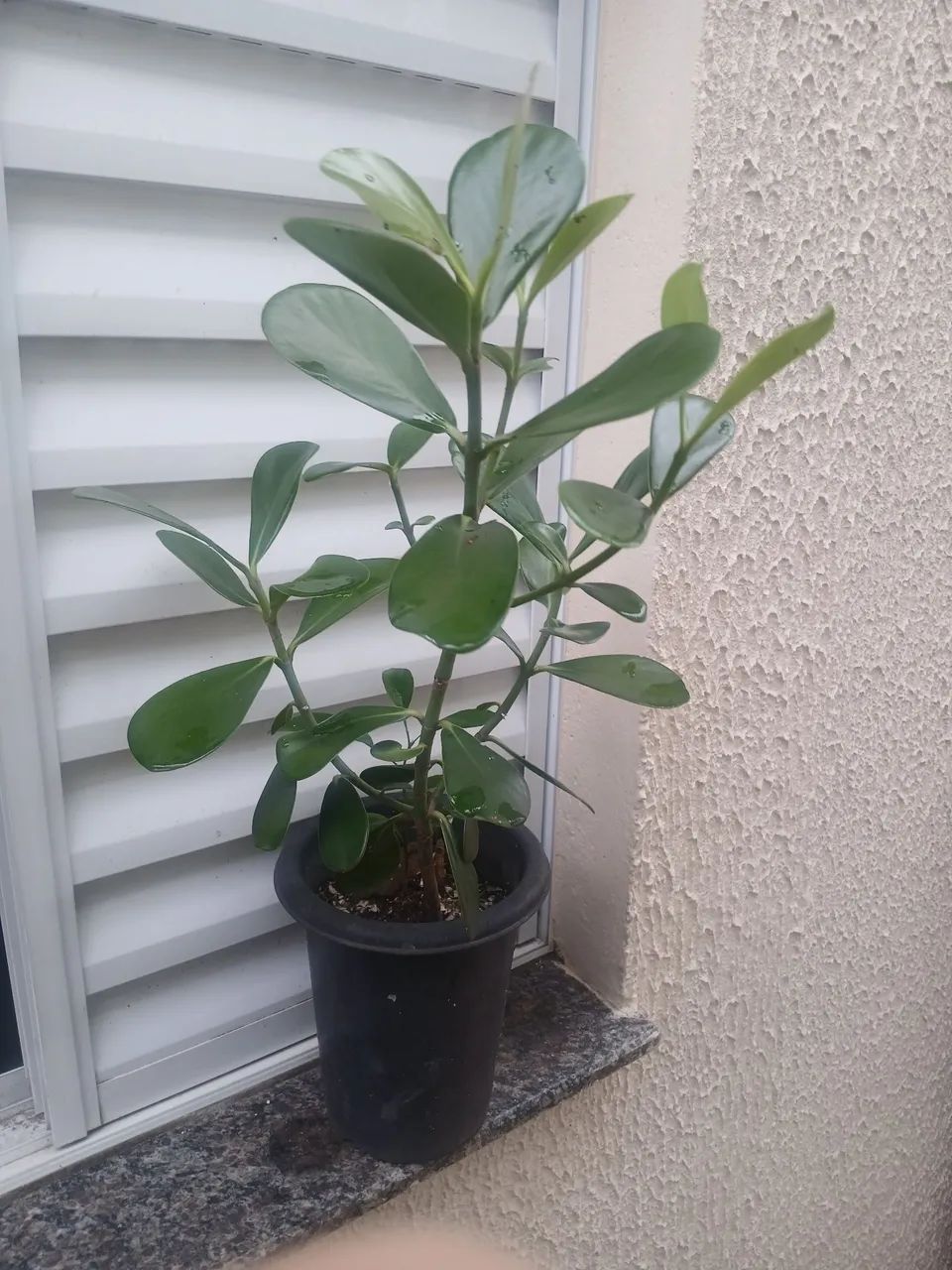 Clúsea - Foto 3