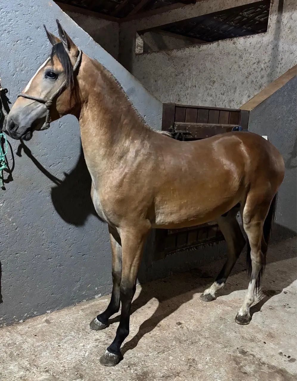 Vendo potro 2 anos e 3 meses  - Foto 3