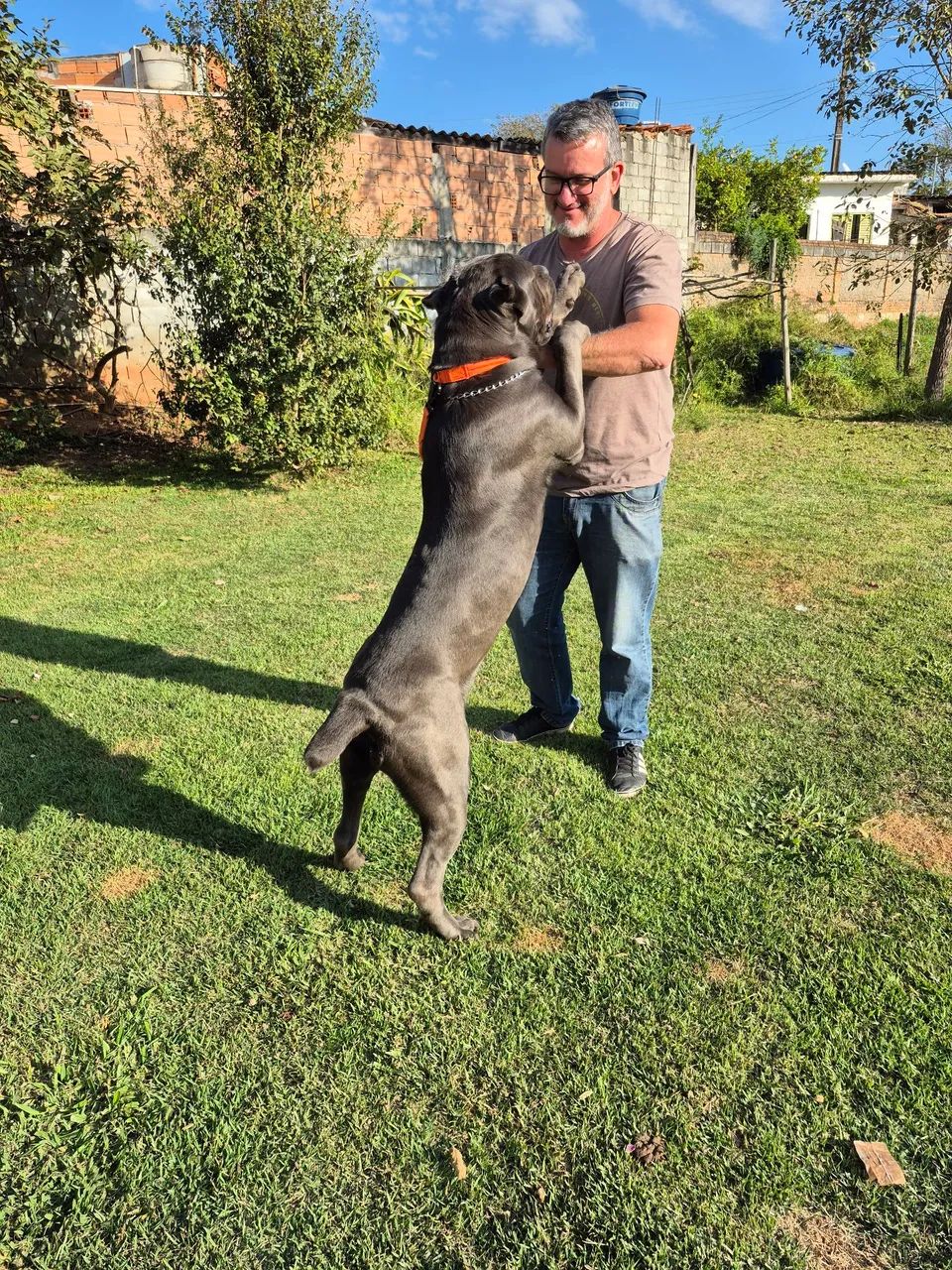 Filhotes de cane corso - Foto 3