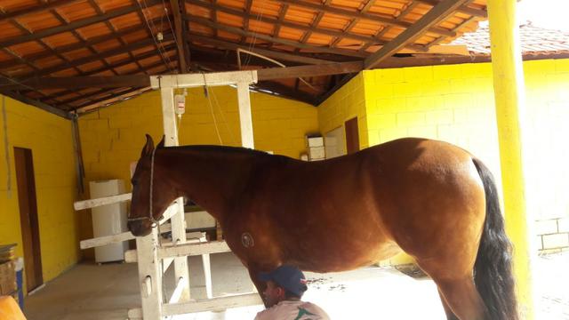 Haras 45 Ha Esmeraldas - Foto 2