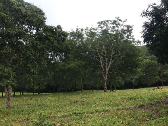 86 Alq 140 km de Goiânia - Foto 13