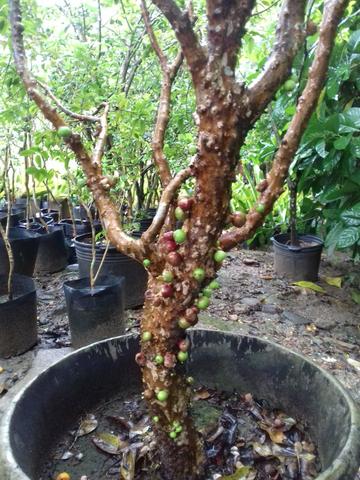 Variedades de frutíferas apart.( 3.00 ) - Foto 5