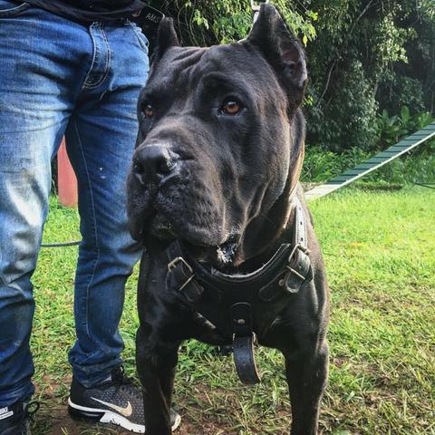Filhotes de Presa Canário (Dogo Canário) - Foto 6