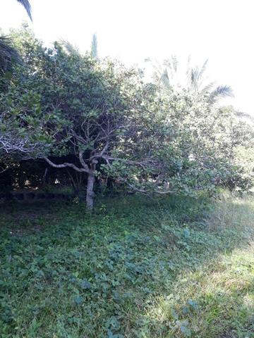 Sítio serra são vicente - Foto 10
