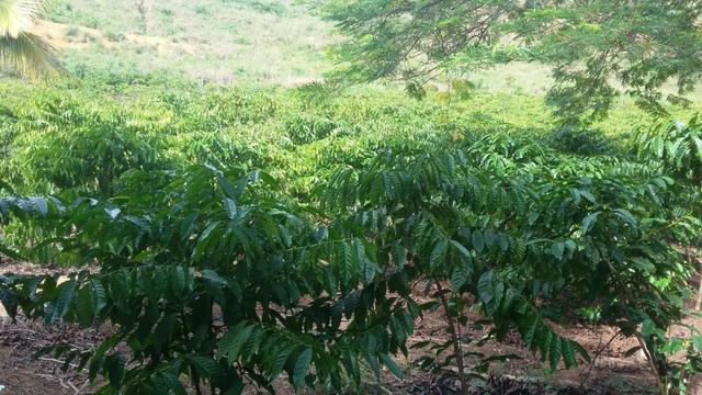 Sítio Próximo ao Trevo de Pacas X Colatina - Foto 19