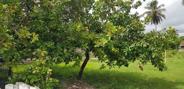 Terreno, Praia de Pitangui, Centro, Área de 2718m2, Casa Sede, Rua Calçada