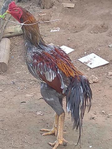 Aves