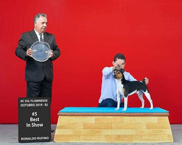 Terrier Brasileiro (Fox Paulistinha) alto padrão - Foto 2