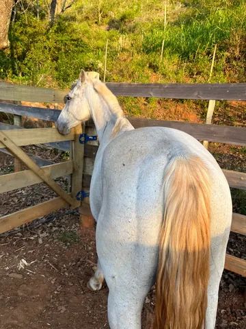 Cavalo  Qm   - Foto 4