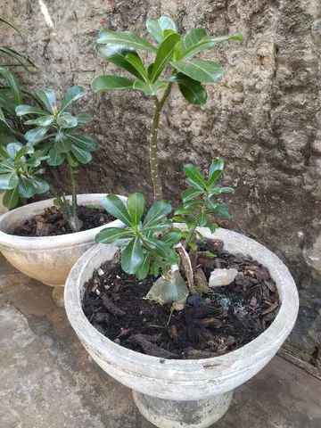 Vendo plantas 