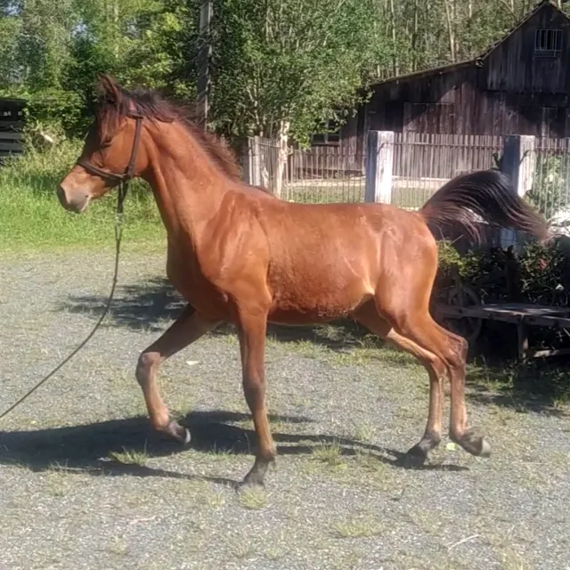 Quanto vale um cavalo? Raça Árabe – Animal Business Brasil