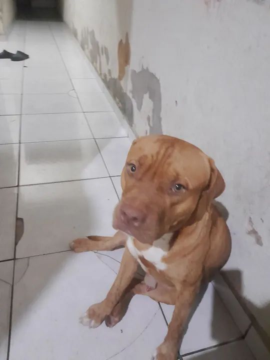 Filhote de Pitbull disponível para adoção - Foto 4