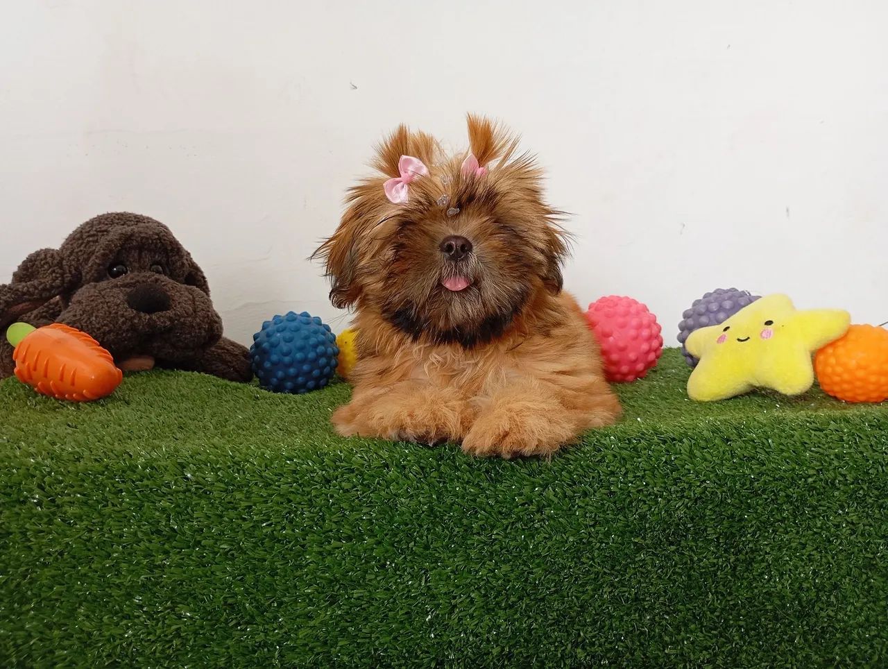 Shihtzu fêmea dourada com duas doses de vacina importada $1.800,00 - Foto 3