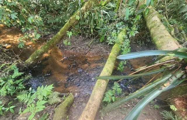 1.2 hectares 217 mil reais rico em água  - Foto 13