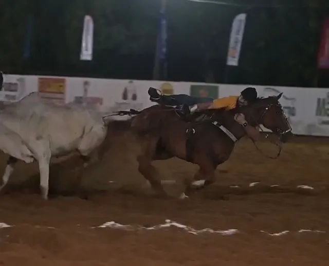 Cavalo de Direita  - Foto 3