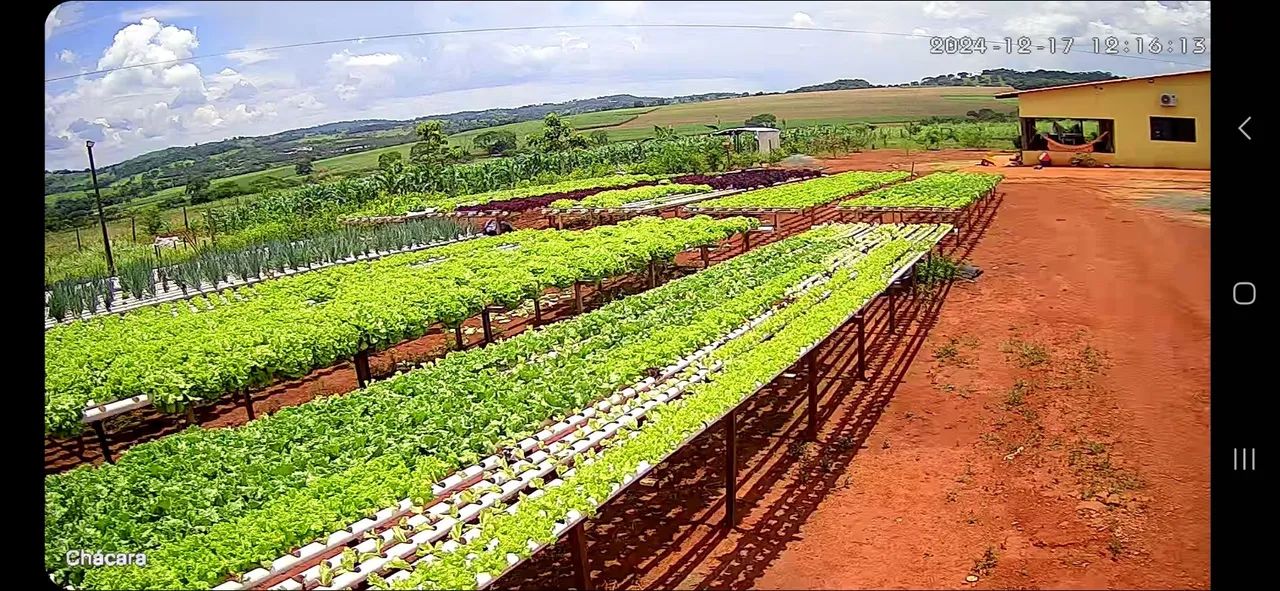 Alface Crespa - Fresca e Deliciosa - Foto 3