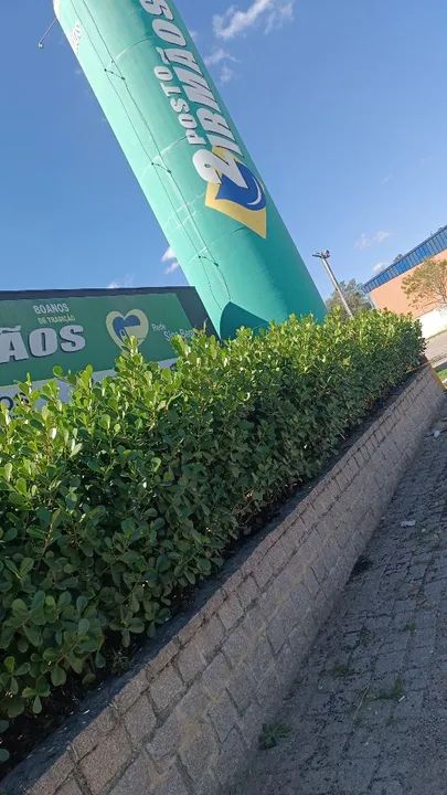 Mudas de Clusia 