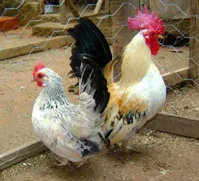 Casal garnizé nagasaki