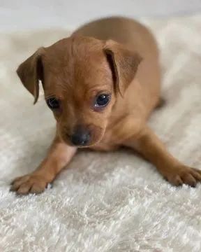 Pincher ZERO o menor da olx.  - Foto 2