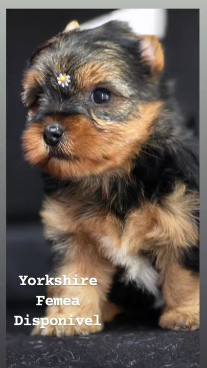 Yorkshire Femea Disponivel