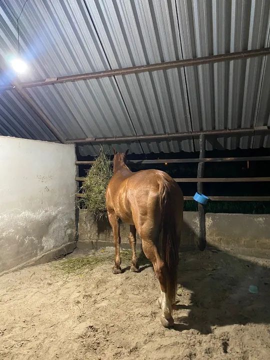 Cavalo de Direita  - Foto 4
