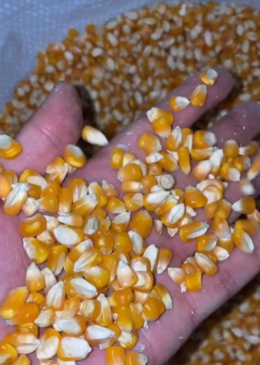 Milho em Grãos de Qualidade Padrão 1 - Foto 2
