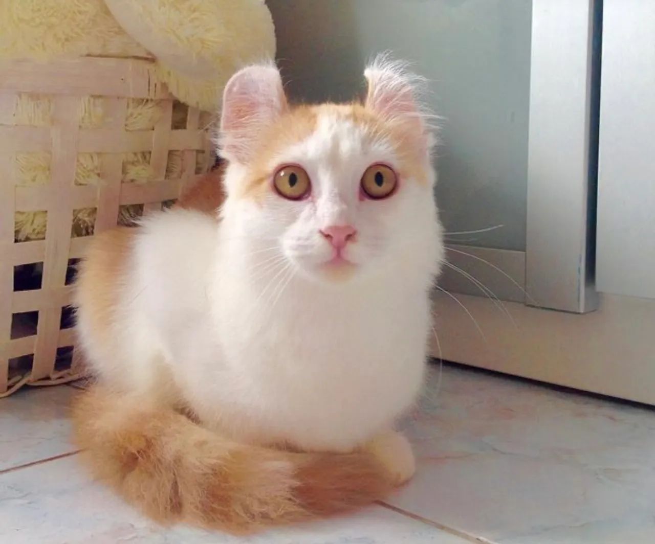 American Curl Filhotes Encantadores na Cor Creme - Foto 2