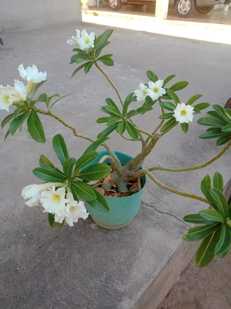 Linda Rosa do Deserto Florindo!