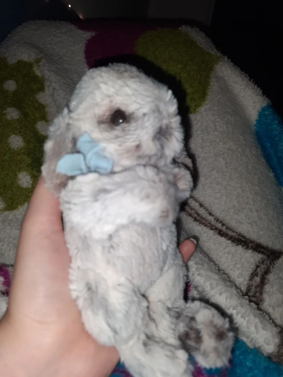 Pelúcia pet reborn - Coelho - Foto 2