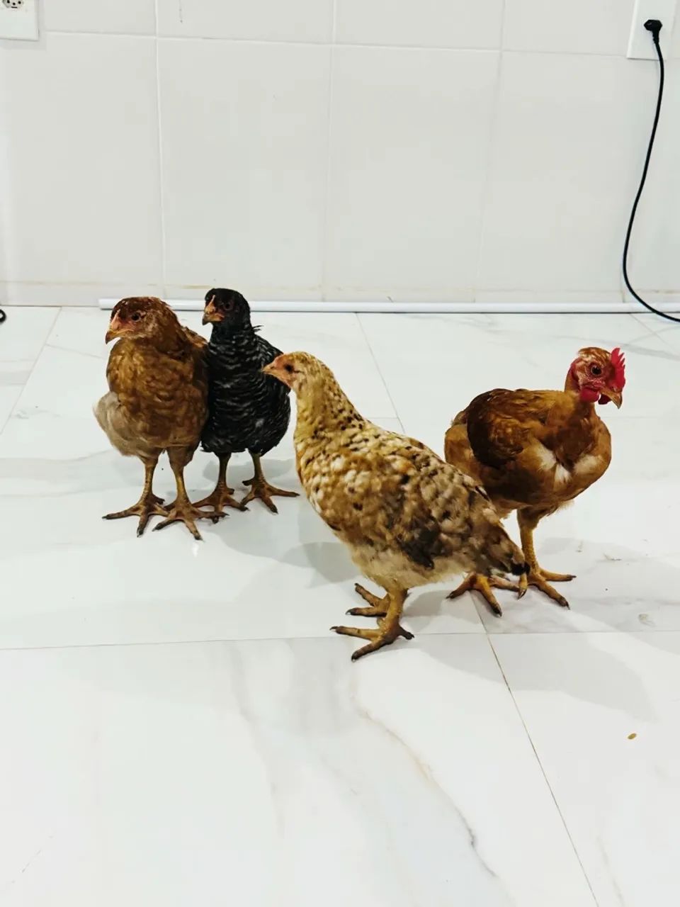 Vendo frangos e frangas  - Foto 2