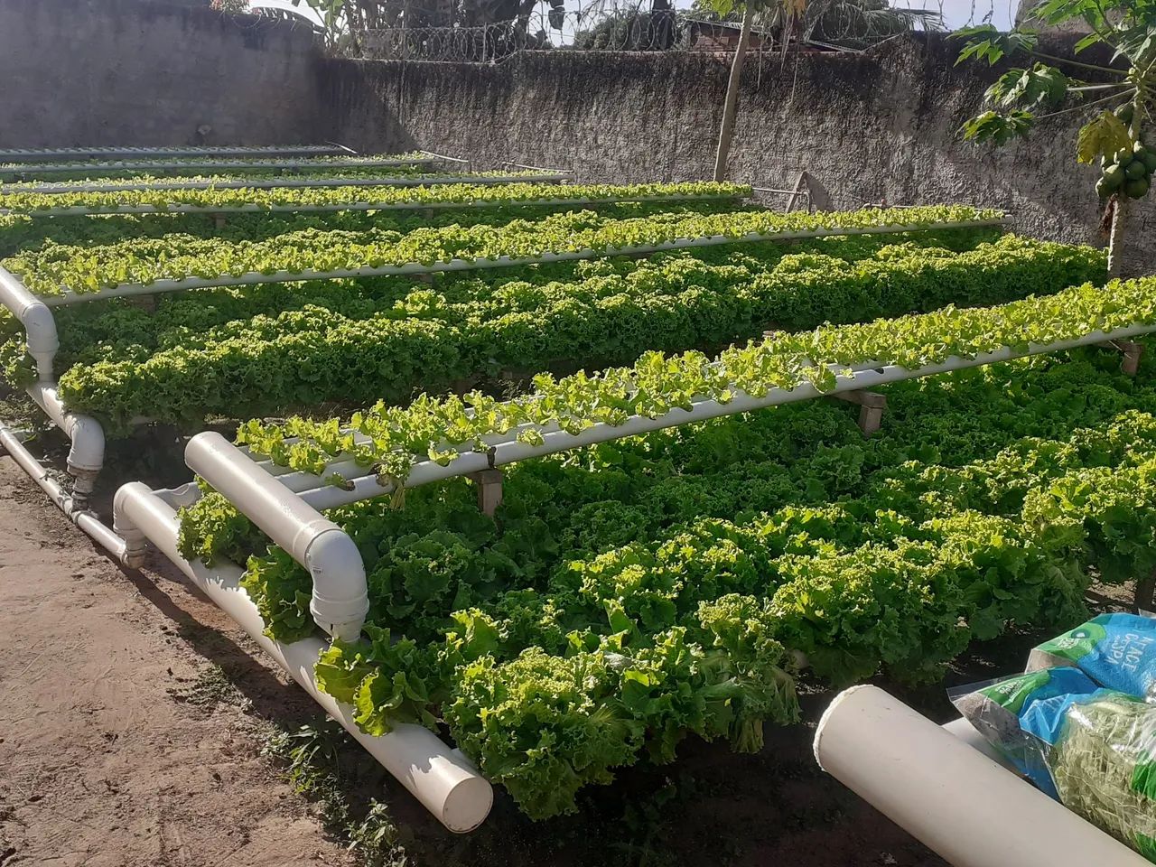 Sistema de hidroponia para produção de hortaliças  - Foto 2