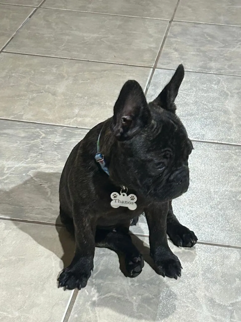 Cachorro buldogue francês