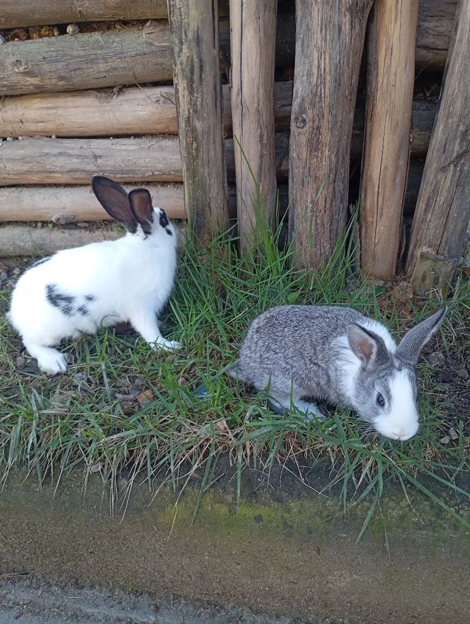 Casal de Coelho Teddy dwerg, fêmea mini coelho Netherland e casal de coelho comum - Foto 5