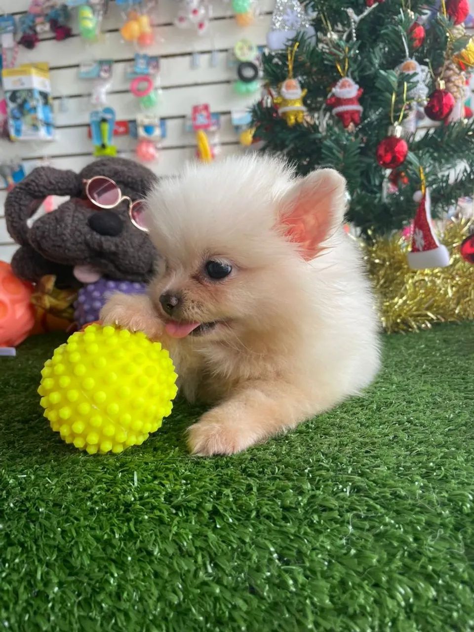 Spitz alemão fofinho e brincalhão  - Foto 3