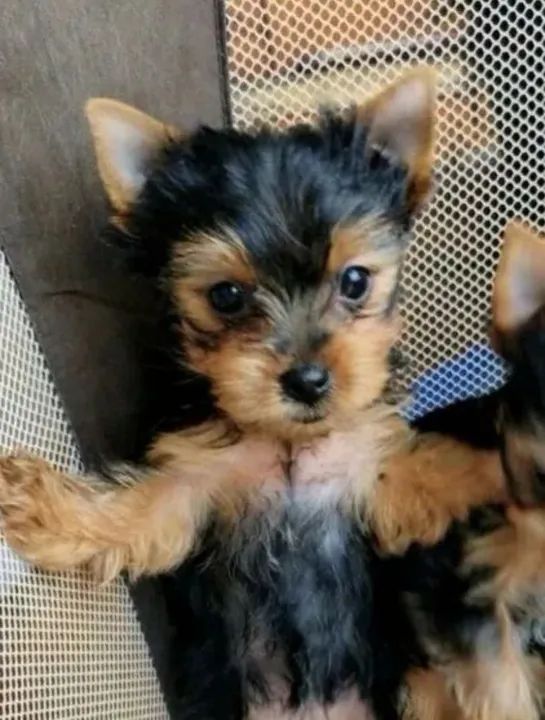 Yorkshire Terrier Babys | Ressalte sua felicidade 