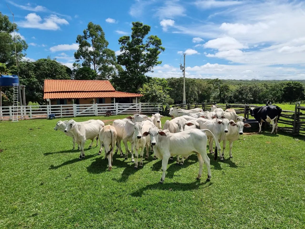 OPOTUNIDADE!! Fazenda 202 Hectares Arinos-MG